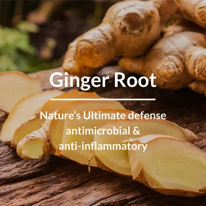 Lotus Botanicals Ginger Root Dandruff-Control Shampoo - Image 5